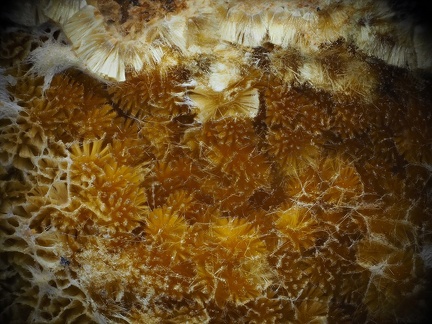 Cacoxenite- Puech de Leguo - La Capelle-Bleys - Aveyron