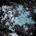 Calédonite - Ménez-Plom - Carnoët - Côtes-d'Armor 