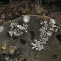 Argent Leadhillite - La Fonderie - Poullaouen - Finistère