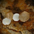 Smithsonite Hydrozincite - Les Malines - St Laurent le Minier - Gard 