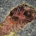 Chalcotrichite (cuprite) - Olmet et Villecun - Hérault 