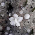 Cristobalite Pyroxène - Ravin des Chomets - Mont-Dore - Puy de Dôme