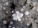 Cristobalite Pyroxène - Ravin des Chomets - Mont-Dore - Puy de Dôme