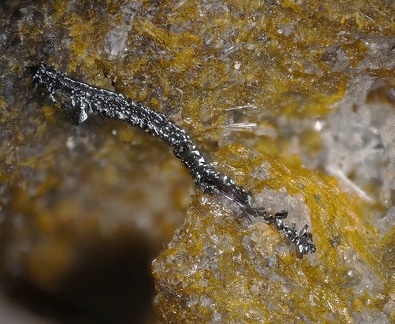 Hématite - Carrière des Châtelaunoux - Mazaye - Puy de Dôme