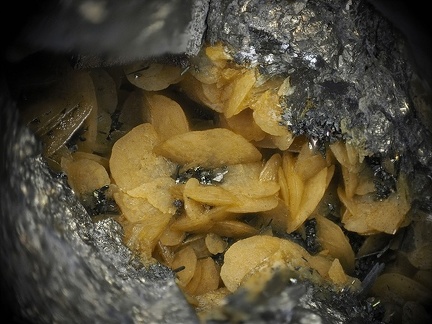 Sidérite Marcasite - Bois de la Roche - Saint-Aubin-des-châteaux - Loire-Atlantique