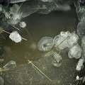Clinochlore Rutile - Mont Cenis - Lanslebourg - Val-Cenis - Savoie