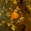Wulfénite Mimétite - Vernay - Rhône 