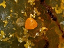 Wulfénite Mimétite - Vernay - Rhône 