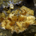 Eleonorite - Collioure - Massif des Albères - Pyrénées-Orientales