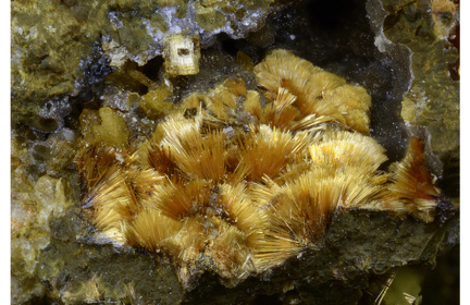 Eleonorite - Collioure - Massif des Albères - Pyrénées-Orientales