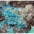 Langite Aragonite - Saint-Pons - Alpes-de-Haute-Provence