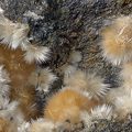 Aragonite - Saint-Pons - Alpes-de-Haute-Provence