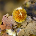 Cacoxénite - Fumade - Castelnau de Brassac - Tarn