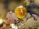 Cacoxénite - Fumade - Castelnau de Brassac - Tarn