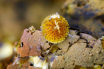 Cacoxénite - Fumade - Castelnau de Brassac - Tarn