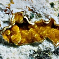 Cacoxénite - Carrière Birrity - Arbouet - Sussaute - Pyrénées-Atlantiques
