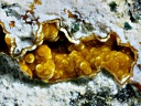 Cacoxénite - Carrière Birrity - Arbouet - Sussaute - Pyrénées-Atlantiques