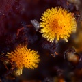 Cacoxénite - Carrière de la Lande - Plumelin - Morbihan