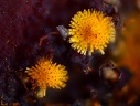 Cacoxénite - Carrière de la Lande - Plumelin - Morbihan