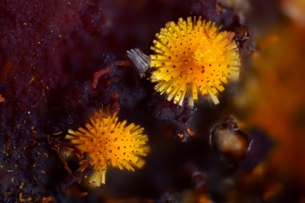 Cacoxénite - Carrière de la Lande - Plumelin - Morbihan