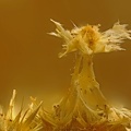 Cacoxénite - Fumade - Castelnau de Brassac - Tarn