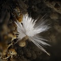 Aragonite - Carrière de Curebourse - Vic Sur Cère - Cantal