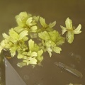 Gartrellite - Les Montmins - Echassières - Allier