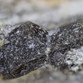 n°129118 - Staurotide - Landudal - Finistère