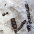 n°158027 - Schorl - Neuchaise - Empury - Nièvre