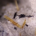 n°163282 - Pseudobrookite Fluoro-édénite -Ravin des Chèvres - Le Mont Dore - Puy-de-Dôme 