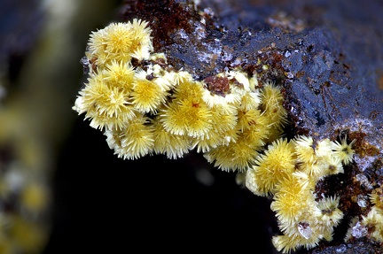Cacoxenite - Fumade - Castelnau de Brassac - Fontrieu - Castres - Tarn