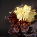 Eleonorite  Wavellite - Fumade - Castelnau de Brassac - Fontrieu - Castres - Tarn