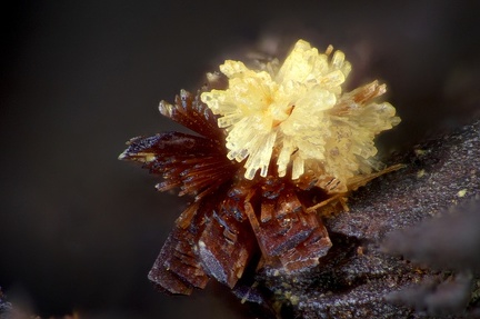 Eleonorite  Wavellite - Fumade - Castelnau de Brassac - Fontrieu - Castres - Tarn