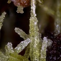 Pyromorphite  Plumbogummite - Fumade - Castelnau de Brassac - Fontrieu - Castres - Tarn