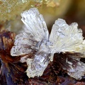 Wavellite  Eleonorite - Fumade - Castelnau de Brassac - Fontrieu - Castres - Tarn  