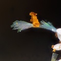 Aurichalcite - La Gasquie - Cuzac - Figeac - Lot