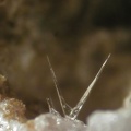 Quartz  (paramorphes après quartz-beta) - Mont Denise - Espaly-Saint-Marcel - Le Puy-en -Velay - Haute-Loire