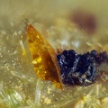 n° 107048 - Wulfenite - La Joie (mine) - St Cierge la Serre - Ardèche 