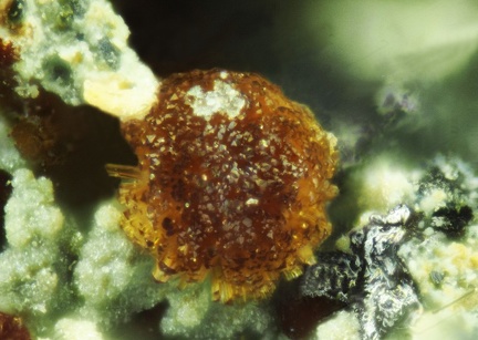 n°166074 - Cacoxenite - Font Andreu - Argelès-sur-mer -  Pyrénées-Orientales