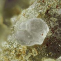n°106011 - Fluorapatite - Madone de Fenestre - Le Boréon - Alpes-Maritimes 