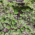 Uvarovite - Mine Anna Madeleine - Mont Dore - Province Sud - Nouvelle-Calédonie