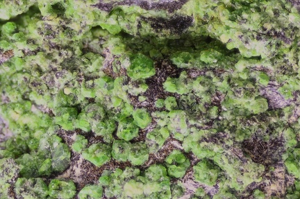 Uvarovite - Mine Anna Madeleine - Mont Dore - Province Sud - Nouvelle-Calédonie