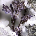 Todorokite - Vallée de la Papenoo - Tahiti - Polynésie française