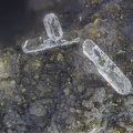 Phillipsite - Carrière de  Barakani  - Ouangani - Mayotte