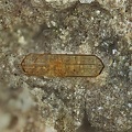 Enstatite - Puy de la Tache - Mont-Dore - Puy de Dôme