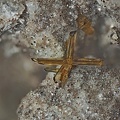 Enstatite - Puy de la Tache - Mont-Dore - Puy de Dôme