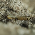 Enstatite - Puy de la Tache - Mont-Dore - Puy de Dôme