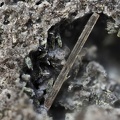 Zircon - Puy de la Tache - Mont-Dore - Puy de Dôme