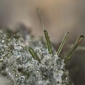  Diopside - Groire - Murol - Puy de Dôme