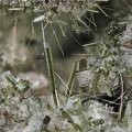  Diopside - Groire - Murol - Puy de Dôme